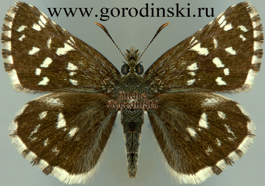 http://www.gorodinski.ru/hesperidae/Pyrgus maculatus bocki.jpg